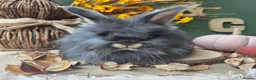 Angora rabbits for sale: English Angora Babies - Advert 4
