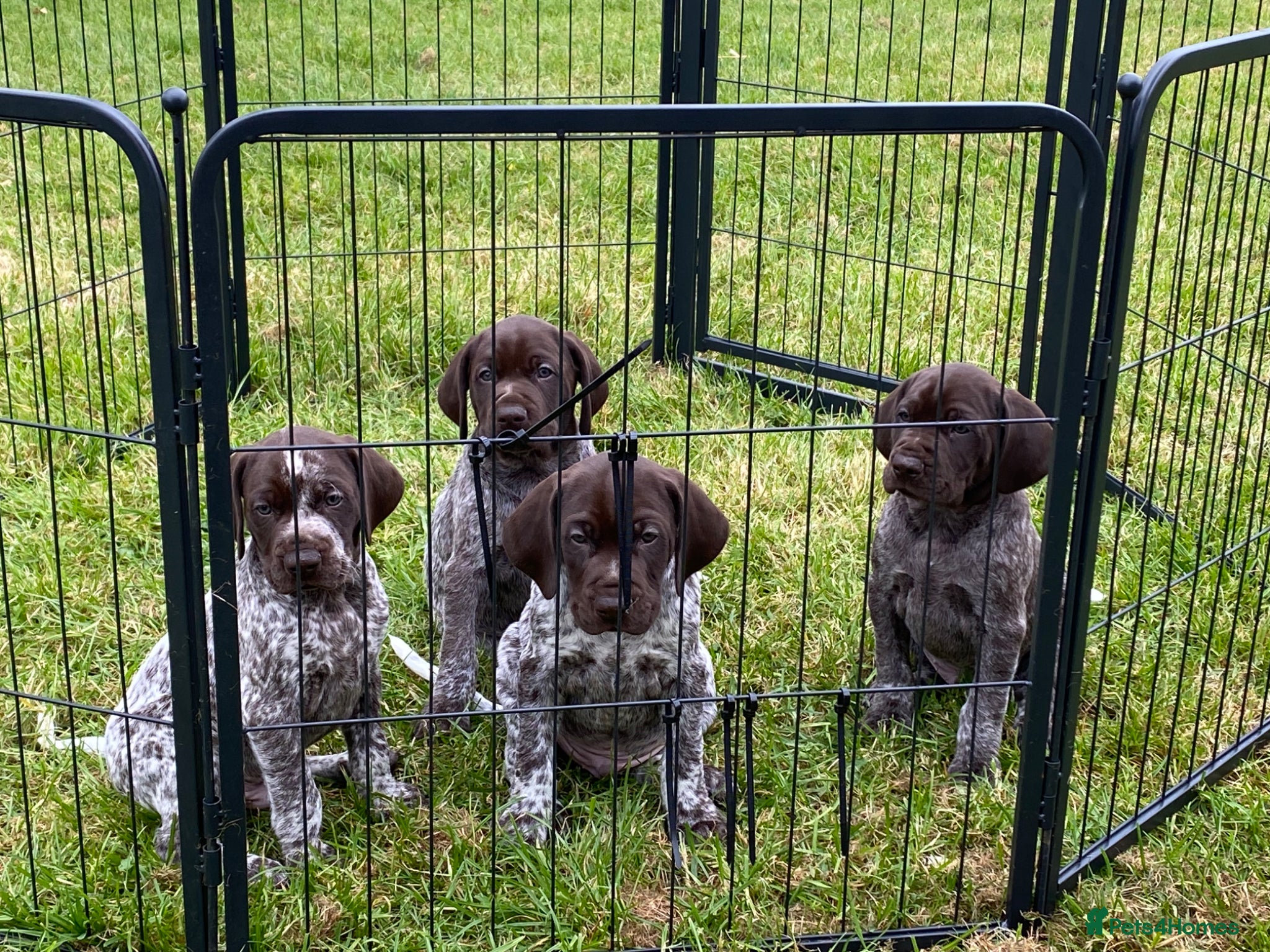 German Shorthaired Pointer dogs KC reg German shorthaired Pointer - Advert 1