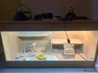 Bearded Dragon reptiles Lovely 5yr old male bearded dragon - Advert 1