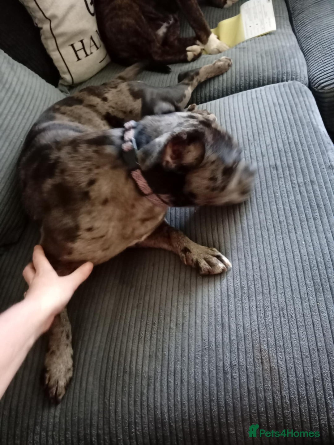 Mixed Breed dogs for sale: Merle girl French x staffy  - Image 2
