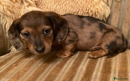 Miniature Dachshund dogs for sale: True miniature Dachshund puppies  - Image 10