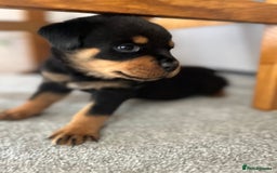 Rottweiler dogs for sale: STUNNING  in Potters Bar - Image 11