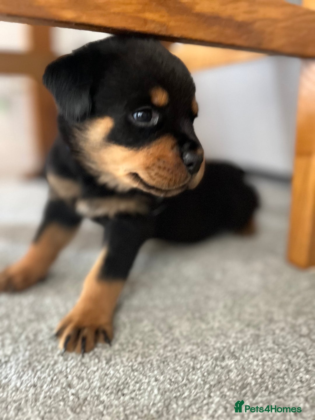 Rottweiler dogs for sale: STUNNING  in Potters Bar - Image 11