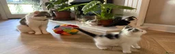 Mixed Breed cats for sale: Beautiful Kittens for sale in Reading - Advert 12