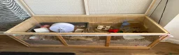 Hamster rodents for sale: Female Syrian hamster in need of home - Advert 5