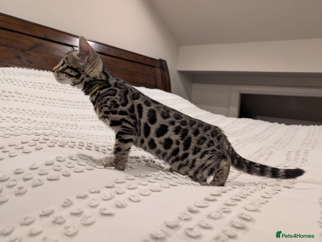 Bengal cats for sale: 🖤🤎 Gorgeous Bengal Kittens 🤎🖤 - Advert 10