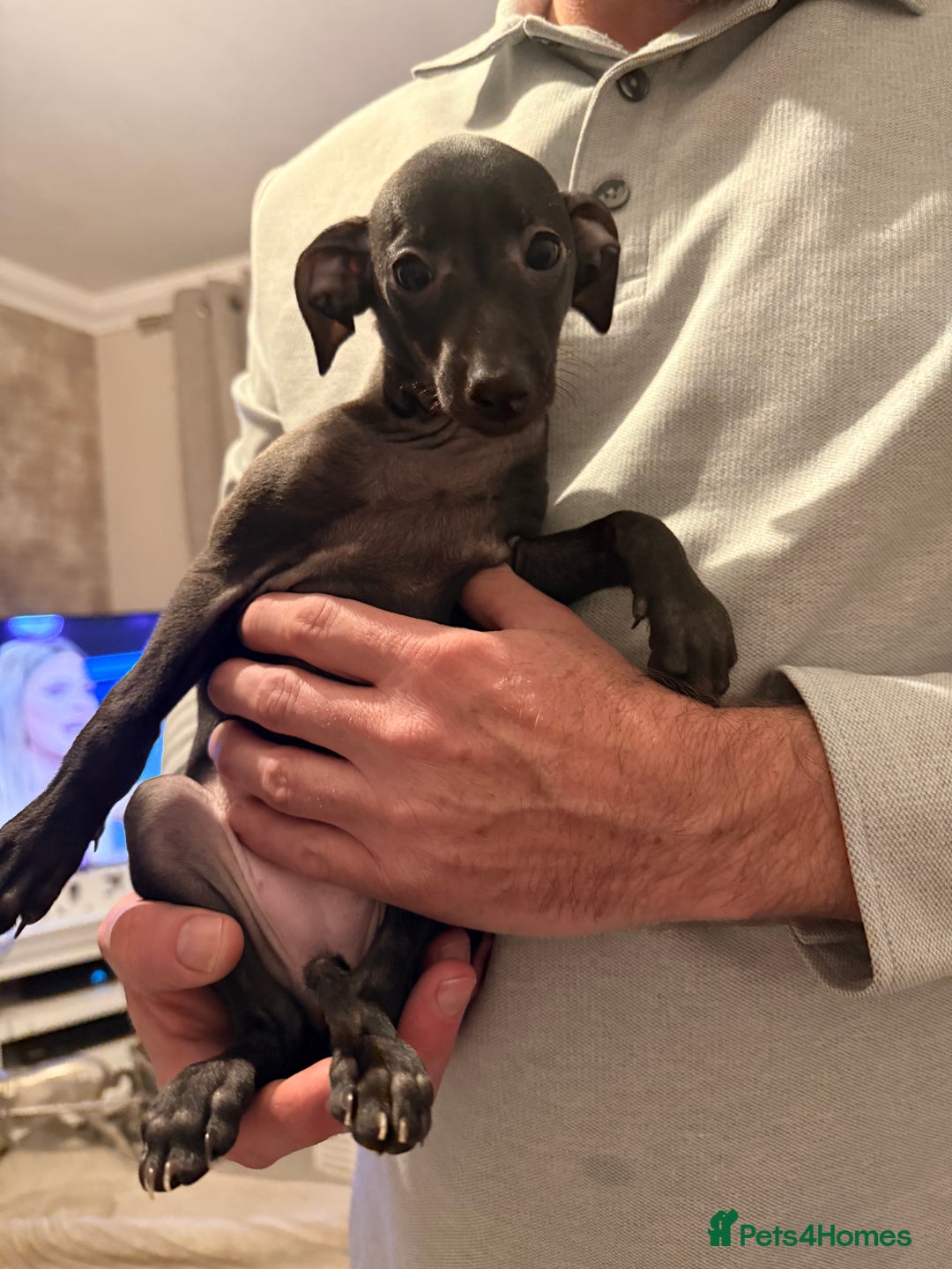 Italian Greyhound dogs for sale: KC registered Italian puppy’s  - Advert 3