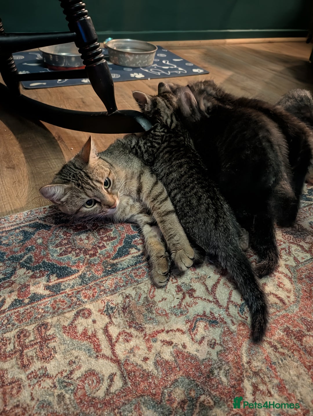 Domestic Shorthair cats for sale: Babies ready for their new homes NOW 🥰 - Image 21