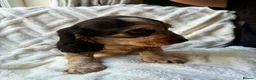 Cocker Spaniel dogs for sale: 9 Gorgeous Cocker Spaniel Puppies For Sale! - Advert 6