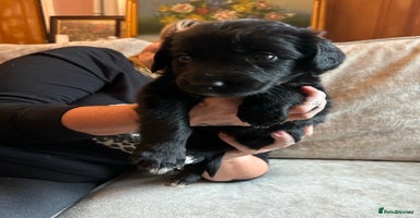 Mixed Breed dogs - Advert 5