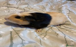 Guinea Pig rodents for sale: Guinea pigs  - Image 17