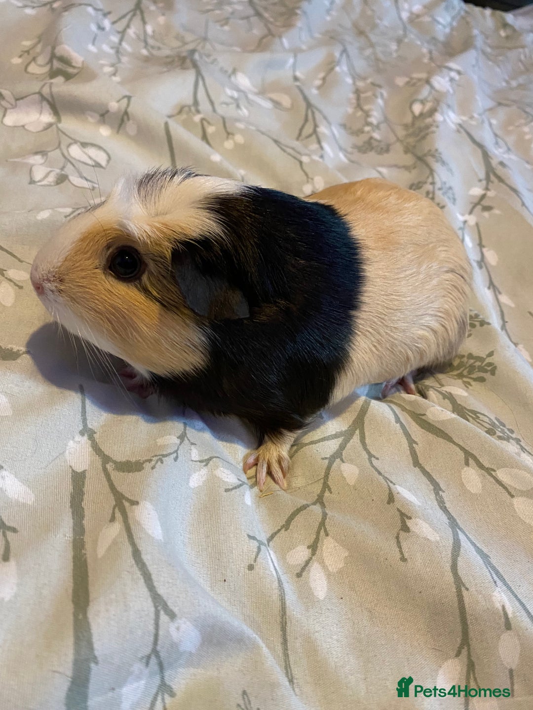 Guinea Pig rodents for sale: Guinea pigs  - Image 17