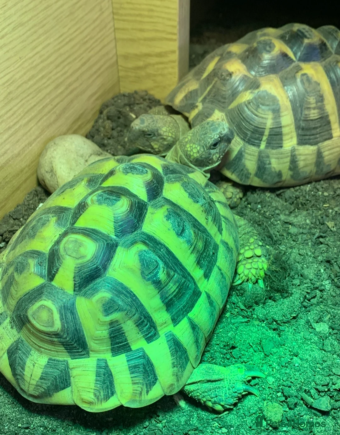Tortoise reptiles for sale: 2 x Hermann Tortoises / table and cabinet - Advert 6