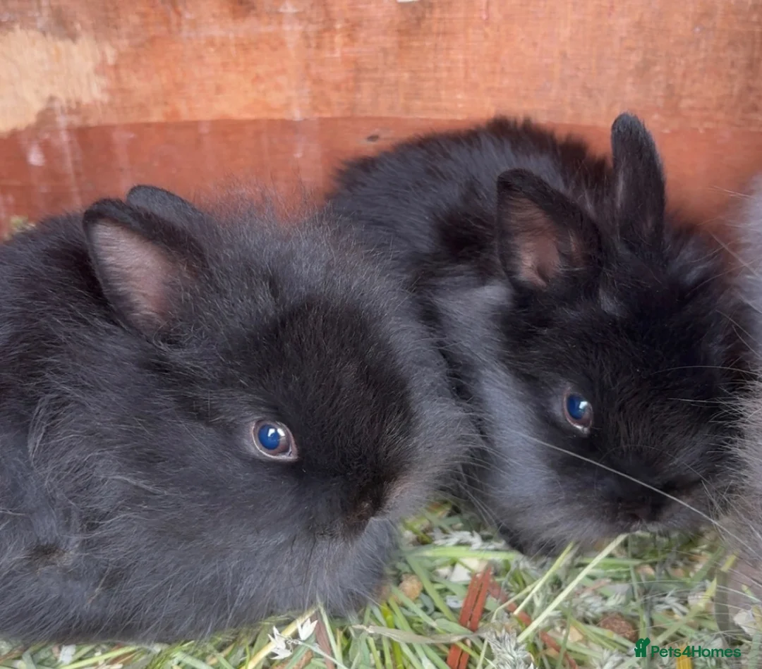 Lionhead rabbits for sale: Lionhead girls  - Advert 1