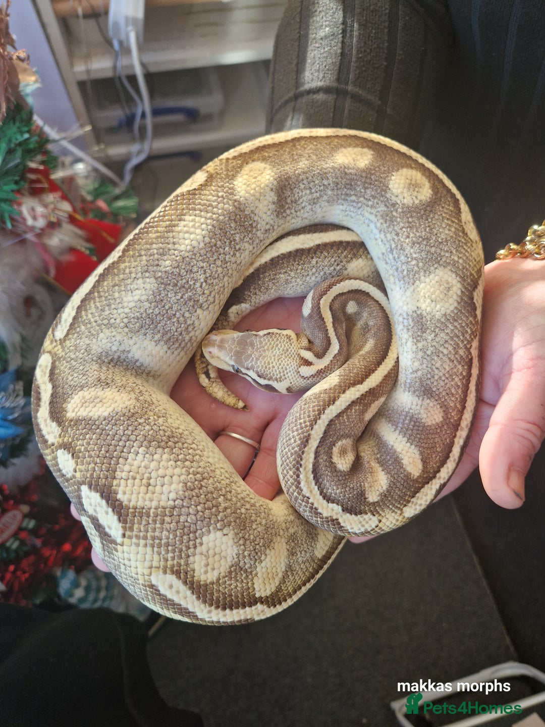 Python Snake reptiles for sale: Various royals available - Advert 1