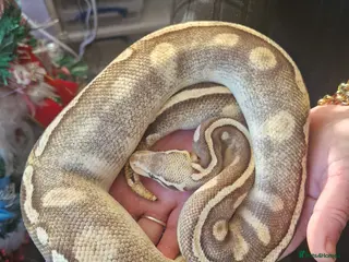 Python Snake reptiles Various royals and corns available - Advert 22