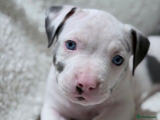 American Bully dogs - Advert 1