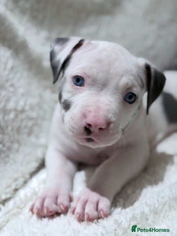 American Bully dogs - Advert 1