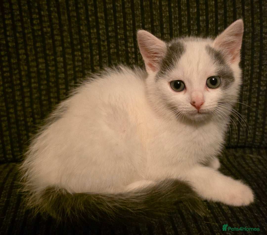 Mixed Breed cats for sale: 💫Looking To Rehome Our Gorgeous Girl Snowy💫 - Advert 8