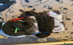 British Shorthair cats for sale: British Shorthair Mix Kittens  - Image 7