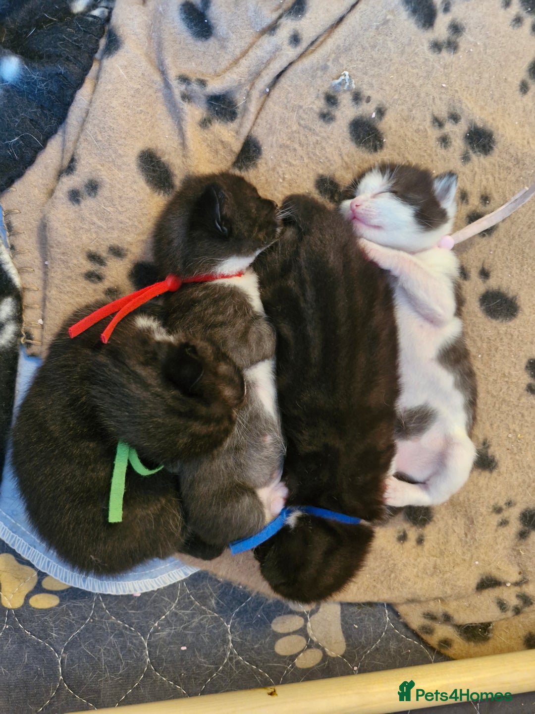 British Shorthair cats for sale: British Shorthair Mix Kittens  - Image 7