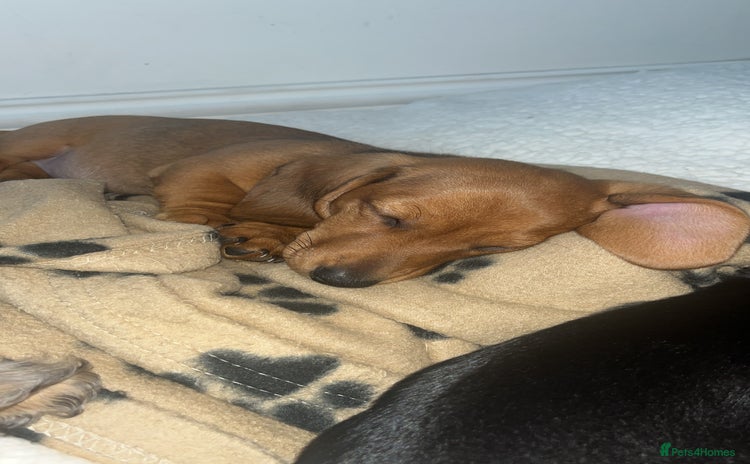 Miniature Dachshund dogs - Advert 1