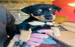 Jack Russell dogs for sale: Gorgeous Jack Russell terrier pups - Image 6