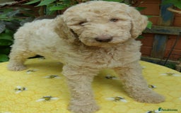 Labradoodle dogs for sale: Curly Coated Hypo-Allergenic Labradoodle Puppies   - Image 6