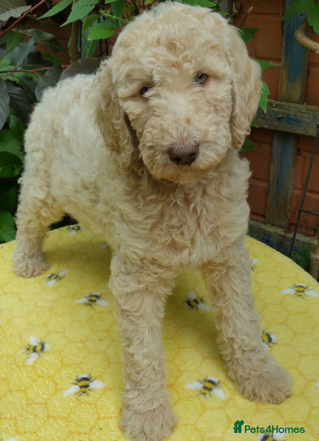 Labradoodle dogs for sale: Curly Coated Hypo-Allergenic Labradoodle Puppies   - Image 6