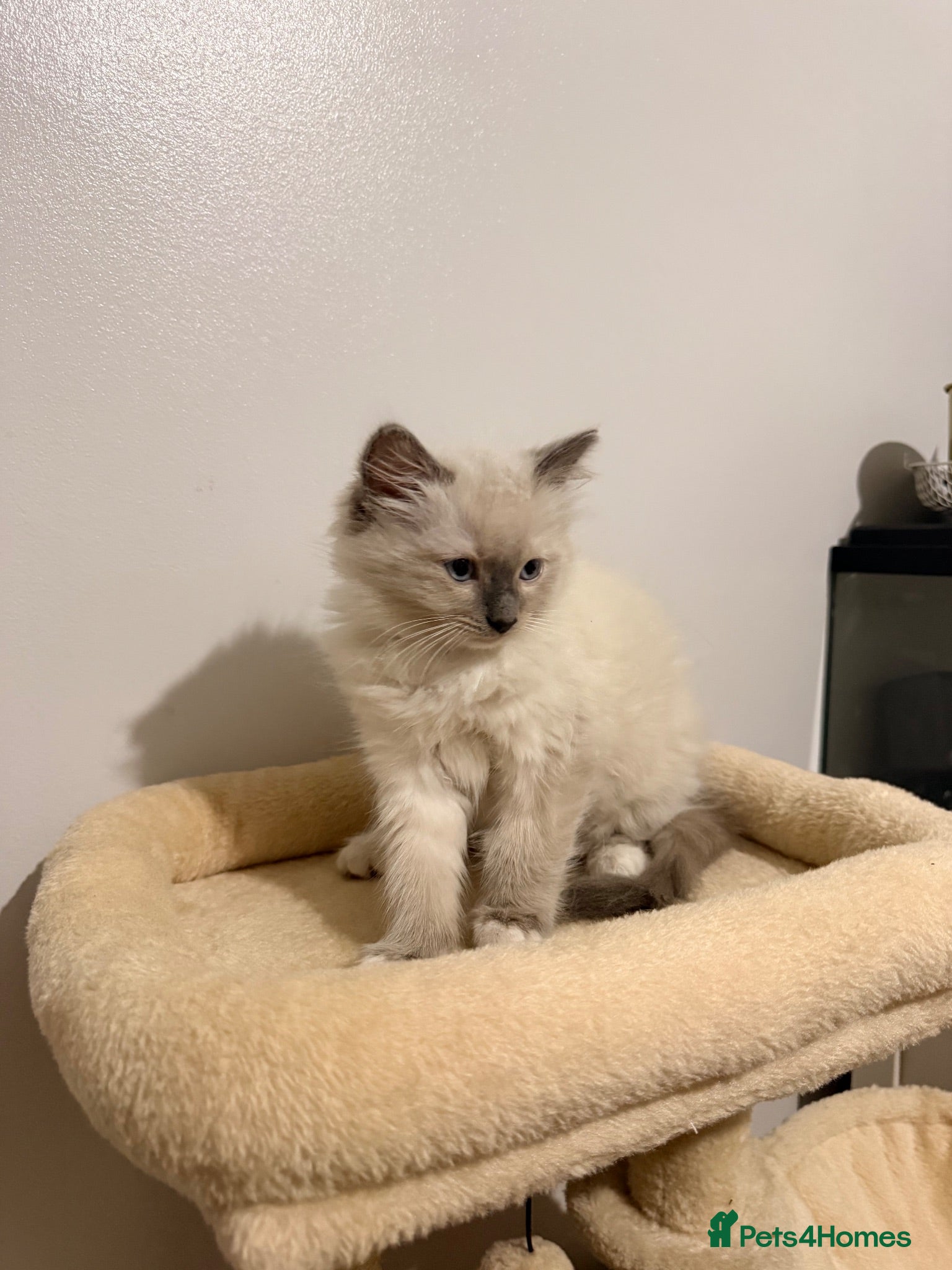 Ragdoll cats Beautiful Ragdoll Kittens – Ready 💙 - Advert 2