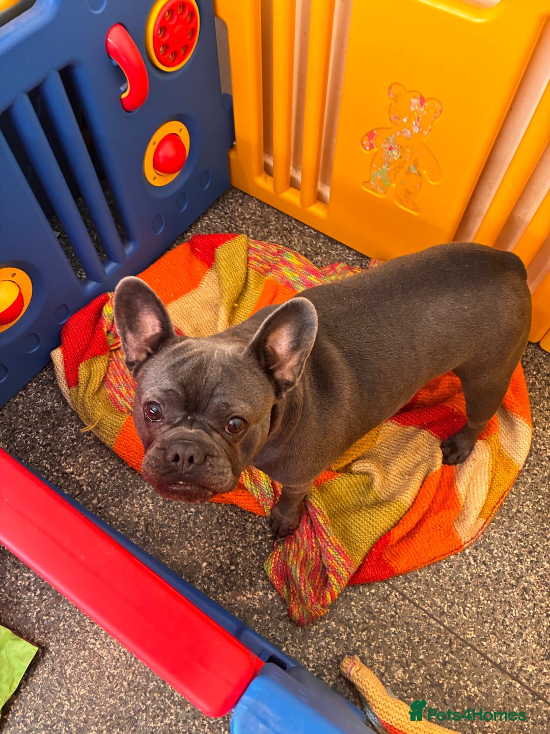 French Bulldog dogs for sale: 2x French bulldog - Image 8
