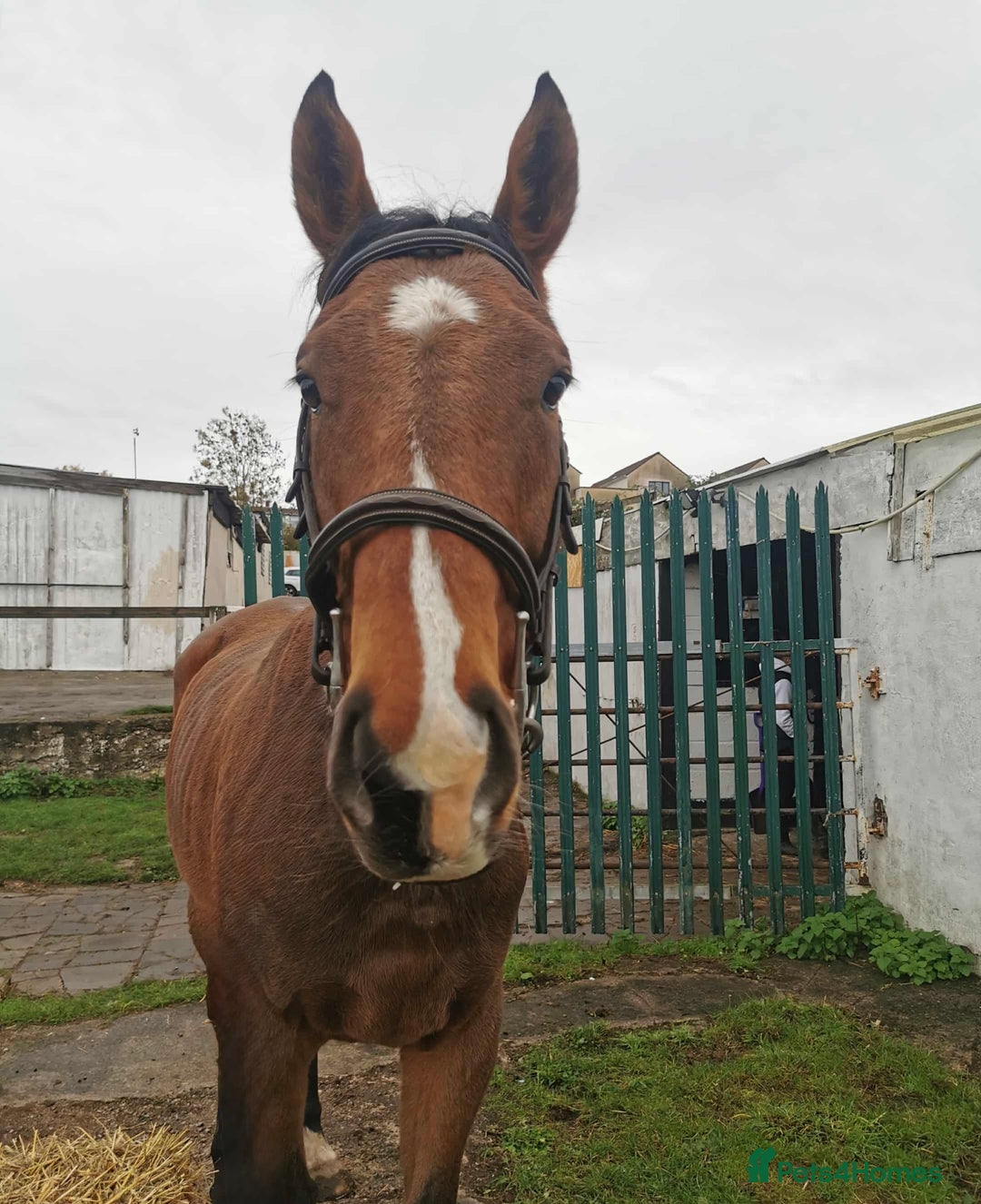 English Thoroughbred horses for sale: For Sale: 16hh 5-year-old Thoroughbred gelding - Advert 3