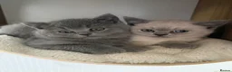British Shorthair cats for sale: GCCF registered beautiful BSH kittens  - Advert 9