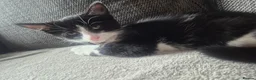 Mixed Breed cats for sale: Brother and sister  in Telford - Advert 3