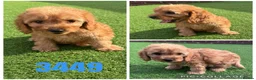 Cockapoo dogs for sale: Beautiful F1 TOY Cockapoos - Advert 5