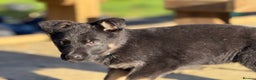 German Shepherd dogs for sale: German Shepherd Puppy  - Advert 2