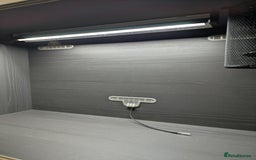 Corn Snake reptiles for sale: Male Corn Snake 2 Years - Image 8