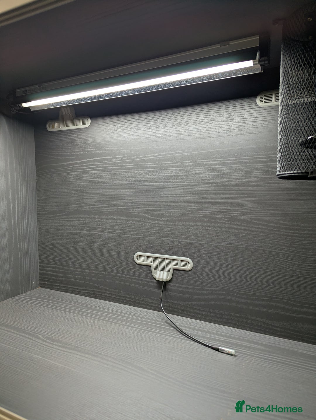 Corn Snake reptiles for sale: Male Corn Snake 2 Years - Image 8