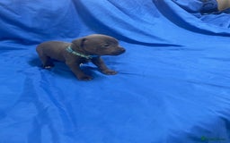 Staffordshire Bull Terrier dogs for sale: Stunning blue Staffordshire bull terrier puppies - Advert 8