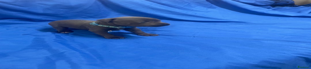 Staffordshire Bull Terrier Puppy 6