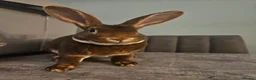 Rex rabbits for sale: Purebred Chocolate Otter Mini Rex buck 12 weeks  - Advert 10
