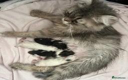 Turkish Angora cats for sale: Turkish Angora/Persian Chanchilla kittens for Sale - Image 17