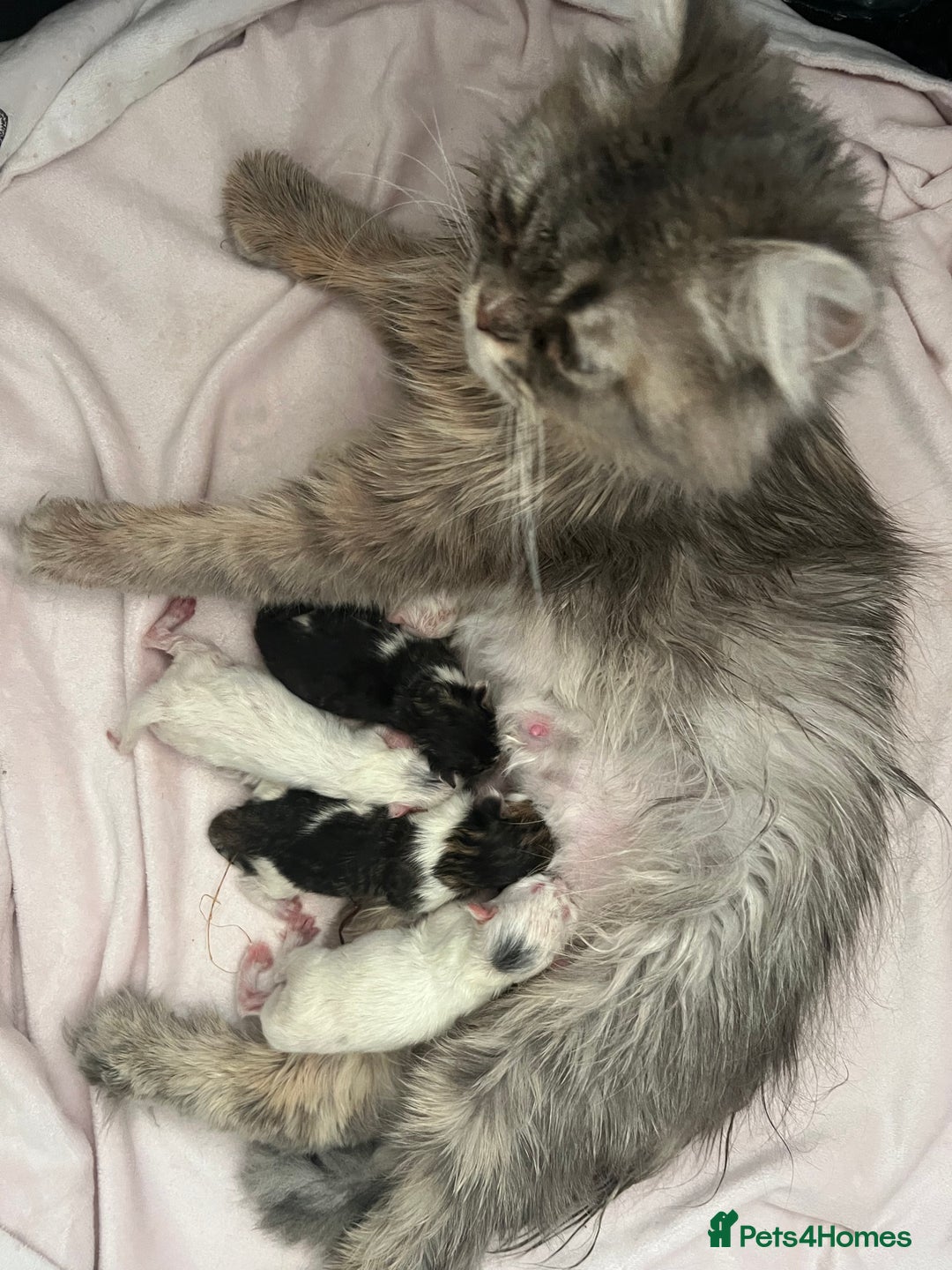 Turkish Angora cats for sale: Turkish Angora/Persian Chanchilla kittens for Sale - Image 17