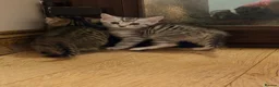 Mixed Breed cats for sale: Beautiful Kittens  - Advert 5