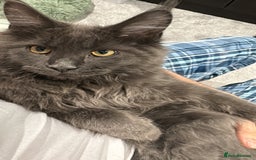 Maine Coon cats for sale: Maine Coon - Image 5