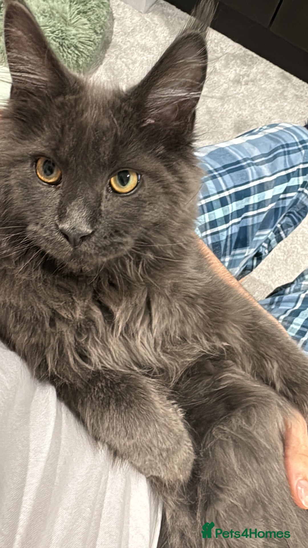 Maine Coon cats for sale: Maine Coon - Image 5