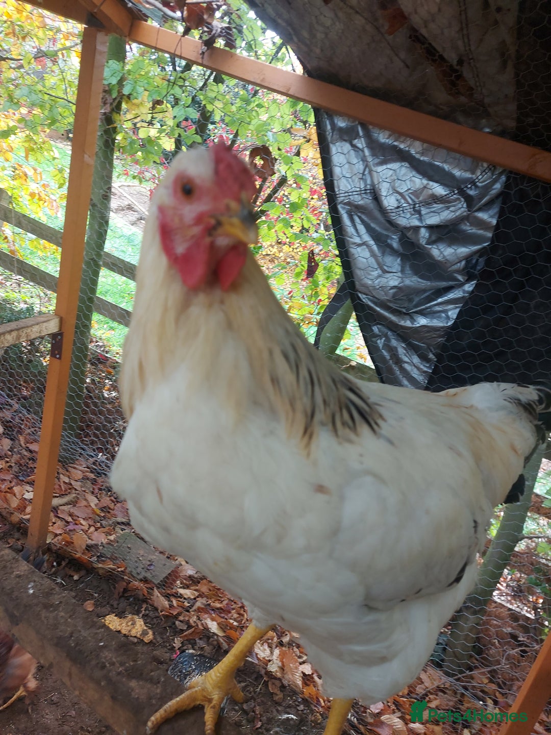 Chickens poultry for sale: More cockerel for sale - Image 3