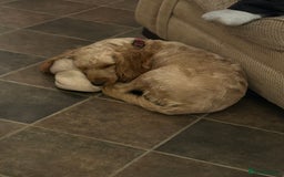 Cockapoo dogs for sale: 1 year old cockapoo female - Image 2