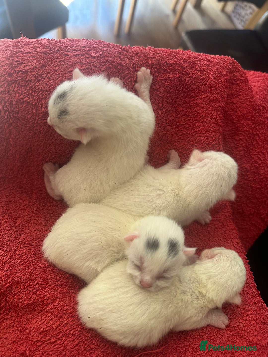 Domestic Shorthair cats for sale: 4 kittens for good homes - Image 4