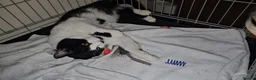 Domestic Shorthair cats for adoption: Young adult rescue male cat needs indoor home in Hook - Advert 11